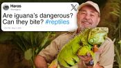 Reptile Expert Answers Reptile Questions From Twitter