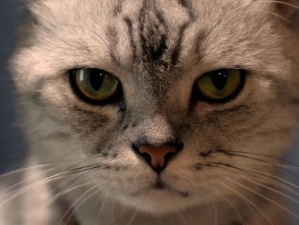 Watch Wired News And Science Scientist Explains Why Some Cats