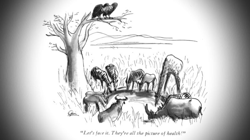 Watch The Cartoon Lounge Animal People The New Yorker