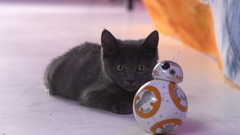 Watch New Star Wars Bb 8 Toy Proves Kittens Work For The Dark Side