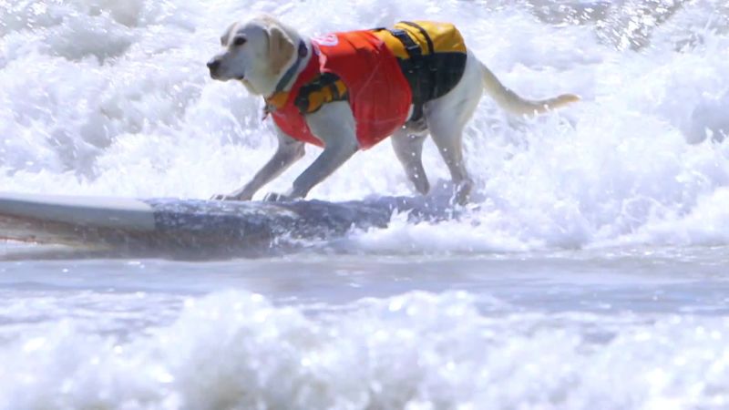Watch Watch These Adorable Dogs Catch Waves At The Surf
