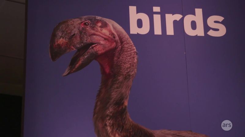 amnh dinosaur exhibit
