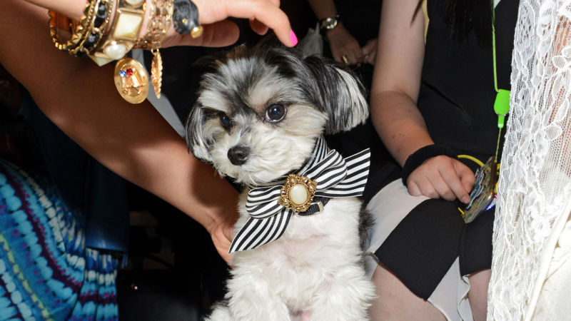 Watch Annals Of Obsession Dogs Are People Too The New Yorker