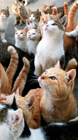 Watch Annals Of Obsession How Cats Tamed Us The New Yorker