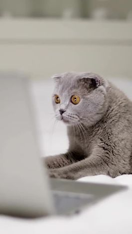 Watch Wired News And Science Research Suggests Cats Like Their