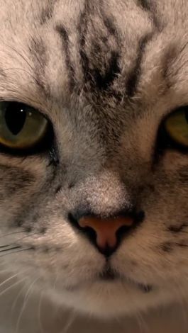 Watch Wired News And Science Scientist Explains Why Some Cats