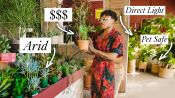 如何购买室内植物,植物专家解释