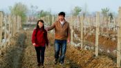 What Will China’s Wine Production Look Like in 30 Years?