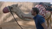 Watch the Sunset on the Back of a Camel at Dubai’s Al Maha Resort
