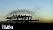 Starling murmuration in Brighton