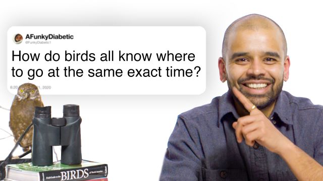 Ornithologist Answers Bird Questions From Twitter
