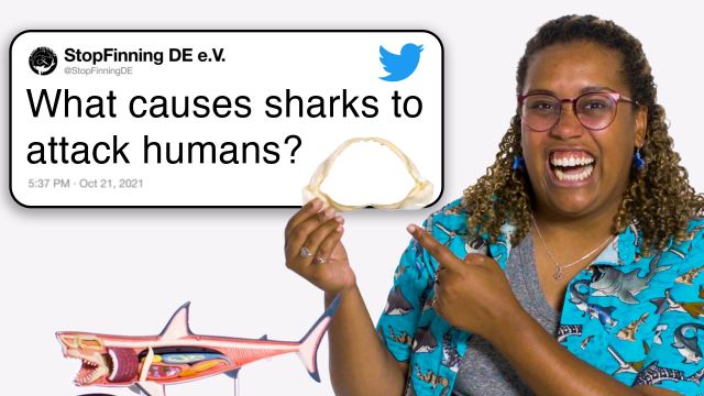 Marine Biologist Answers Shark Questions From Twitter