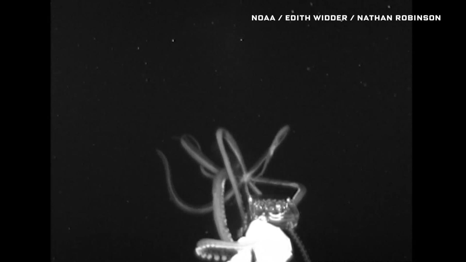 Scientist Explains How She Captured Rare Footage of a Giant Squid