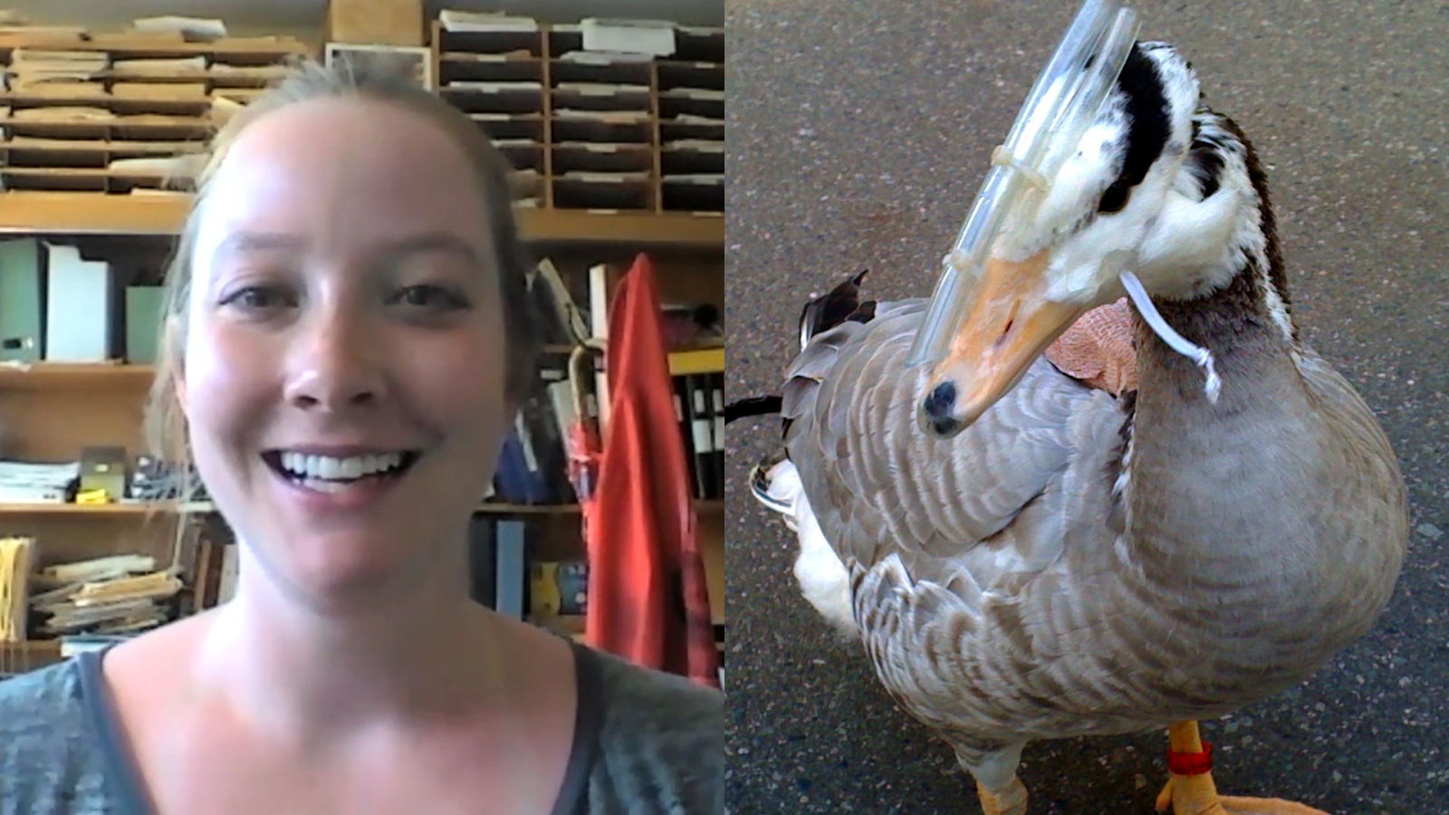 Scientist Explains How to Study the Metabolism of Ultra High Flying Geese