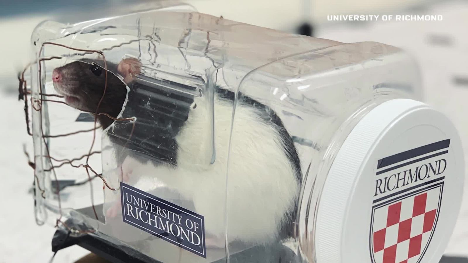 Scientist Explains Why Her Lab Taught Rats to Drive Tiny Cars