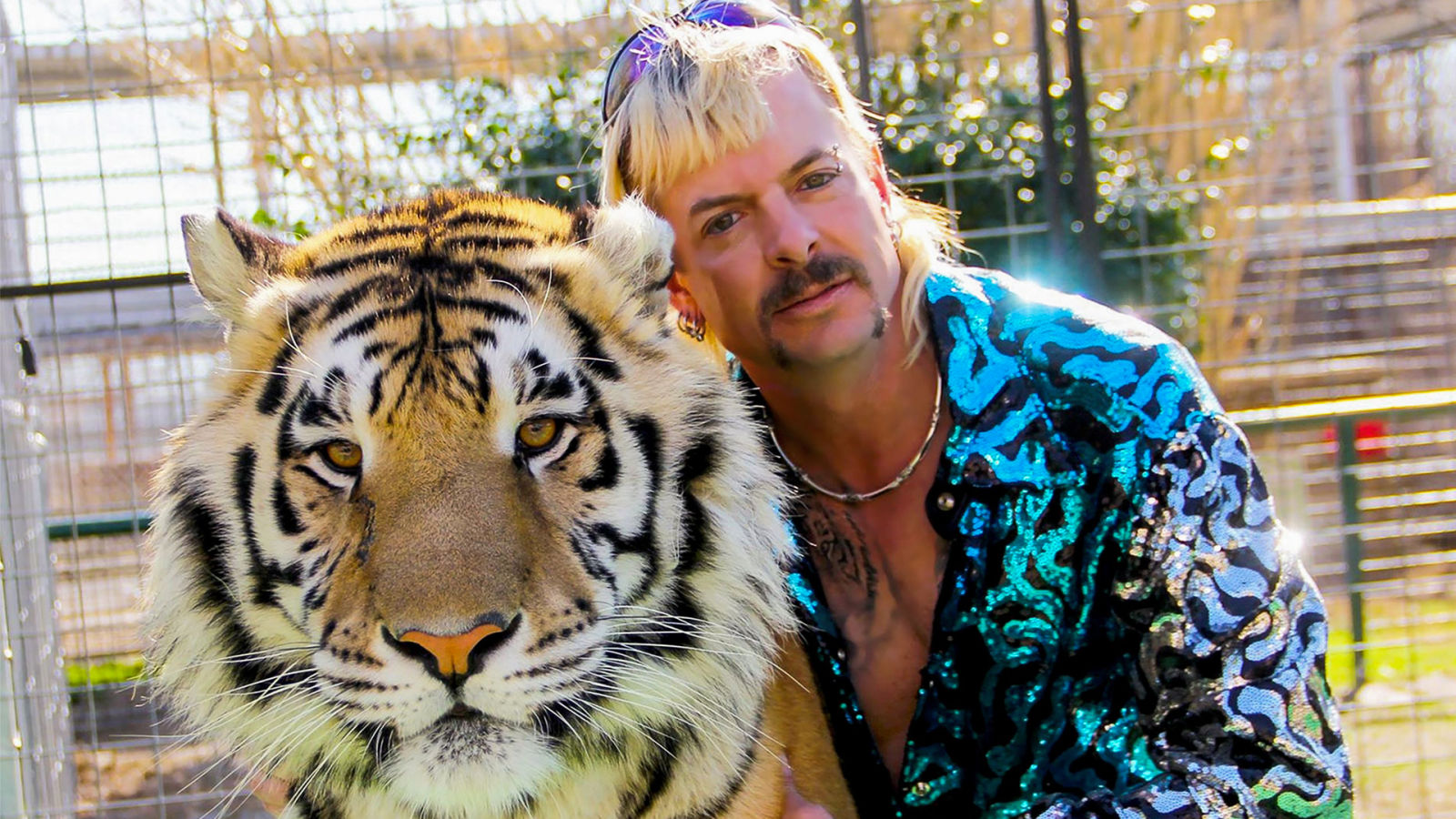 Why Captive Tigers Can’t Be Reintroduced to the Wild