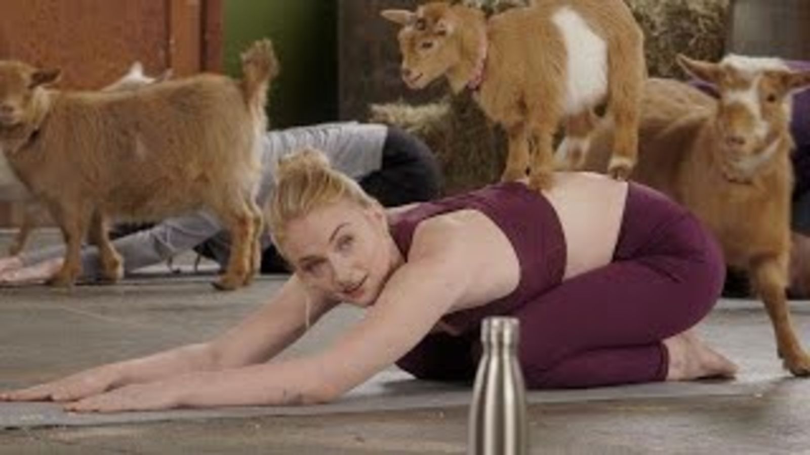 Софи Тернер пробует козлиную йогу