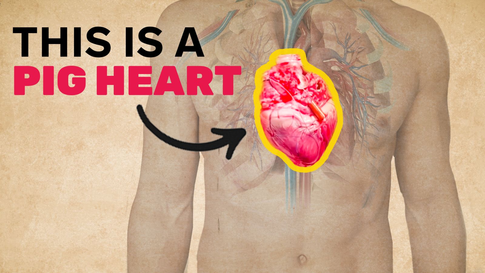 This Heart is Not Human