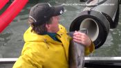 Scientist Explains Viral Fish Cannon Video