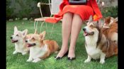 Собачья жизнь: корги королевы Елизаветы II
