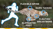 Why Humans Can’t Run Cheetah Speeds (70mph) and How We Could