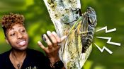 Bug Expert Explains Why Cicadas Are So Loud