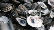 Shuck and Recycle: How Oysters Can Help Climate Change