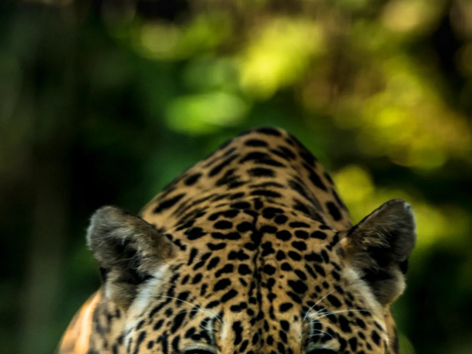 ¿Cómo rescatar al jaguar en México?