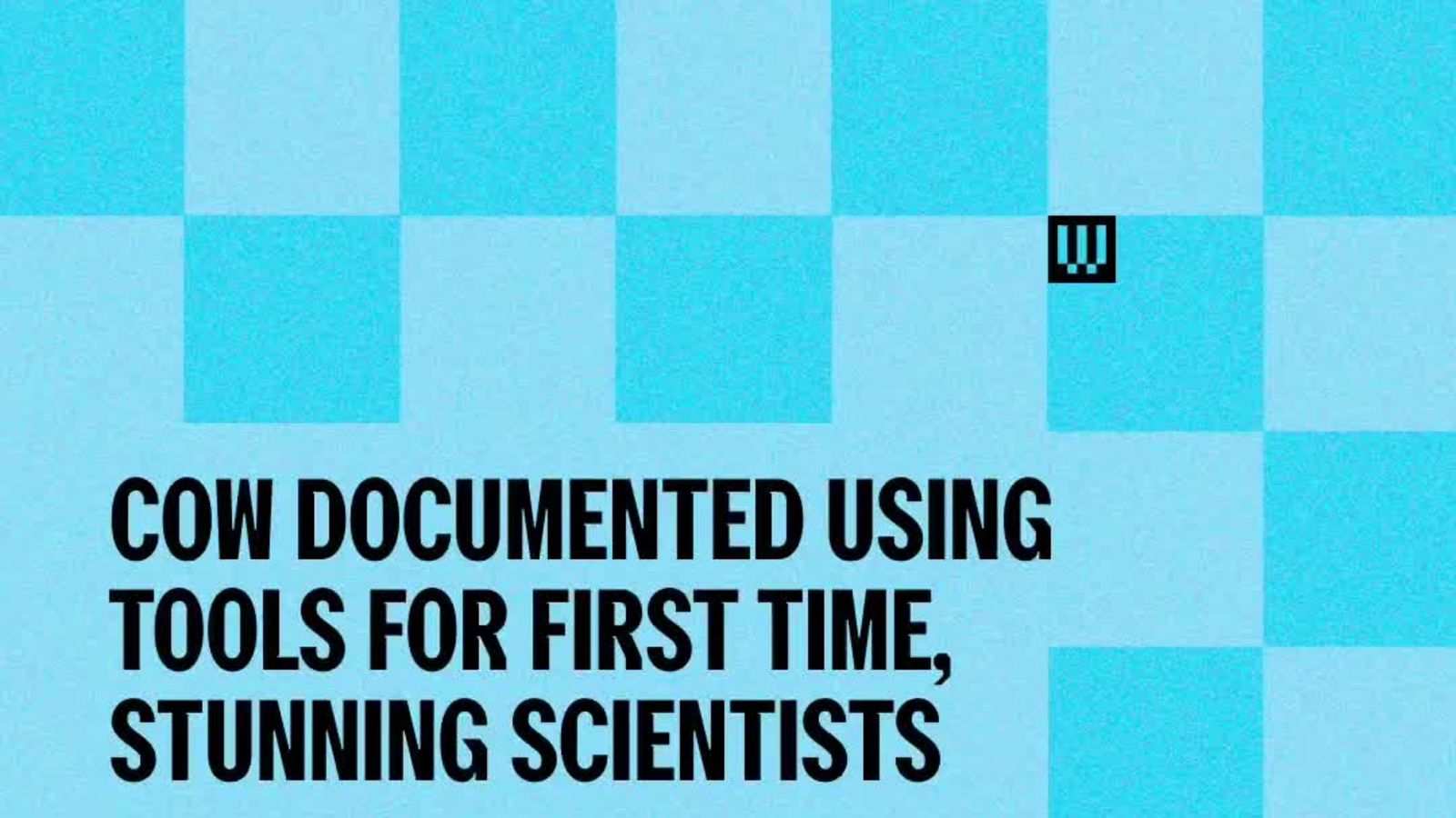 Cow Documented Using Tools For First Time, Stunning Scientists