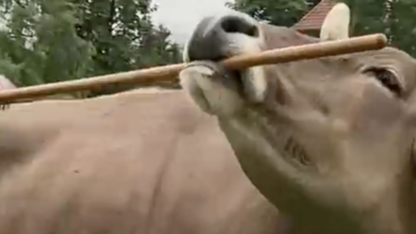 Cow Documented Using Tools For First Time, Stunning Scientists