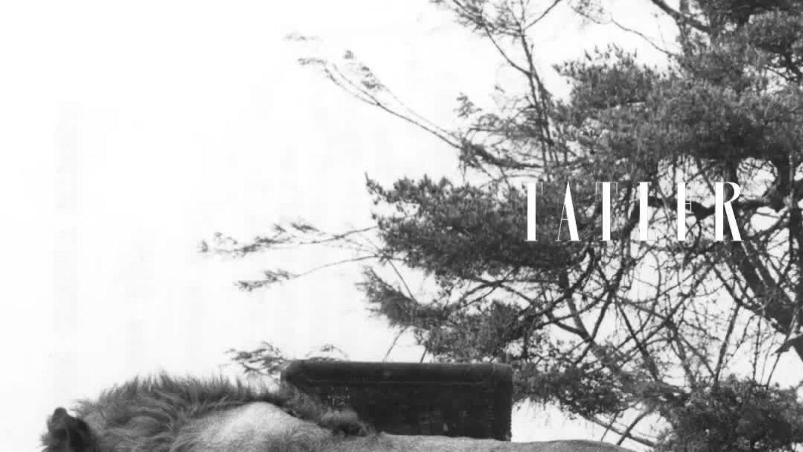 The Aristocrat Who Lives with Lions