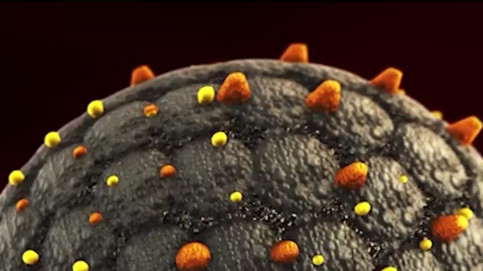 How Does Hantavirus Spread? What You Need to Know About the Atlantic Cruise Ship Outbreak