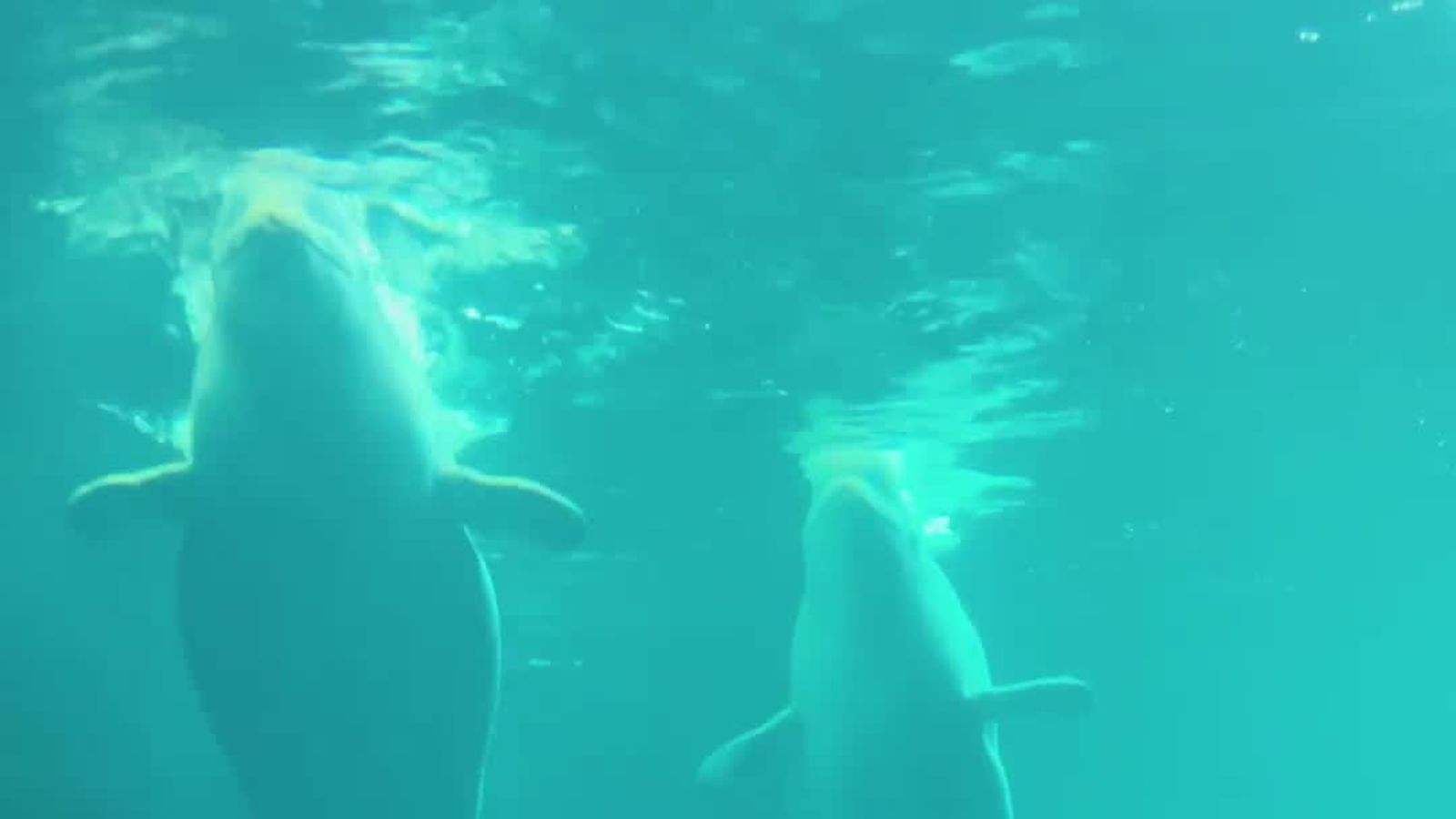 Inside the Unprecedented Operation to Relocate Four Beluga Whales from Canada to Chicago