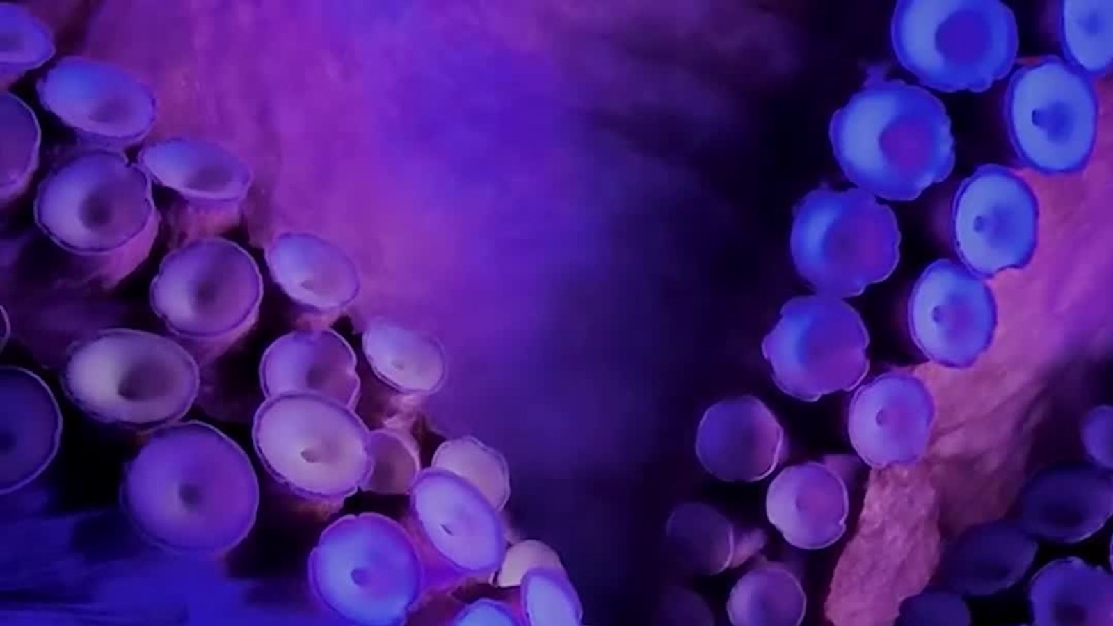 Each Octopus Arm Has a Mind of Its Own—Scientists Still Aren’t Sure How