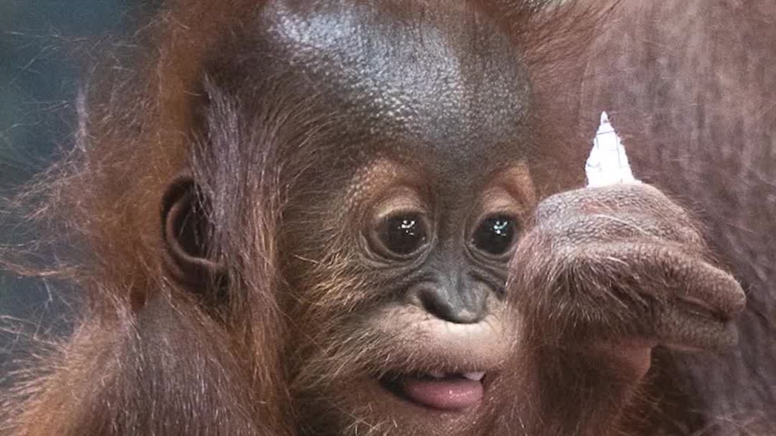 A Little-Known Breeding Program Is Quietly Creating an Orangutan Baby Boom in the US
