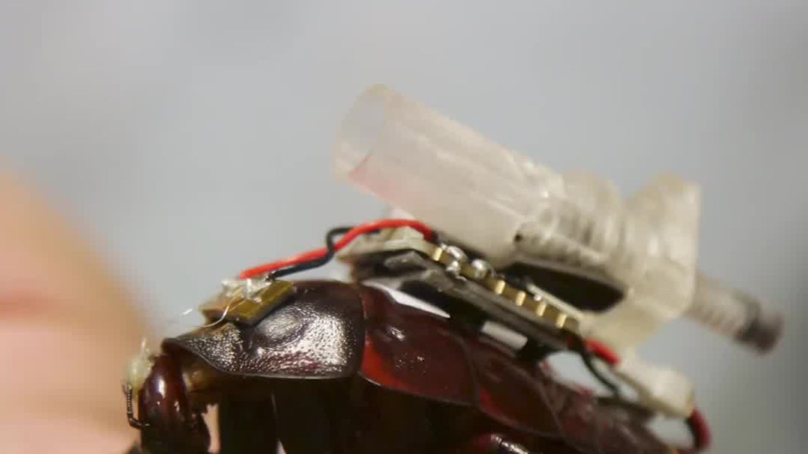 These Cyborg Cockroaches Could Save Your Life—No, Really