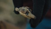 Eco-Hack!: Saving Desert Tortoises from Extinction