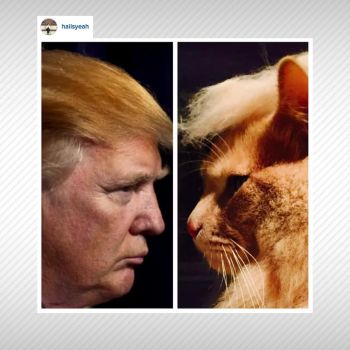 Trump Cats