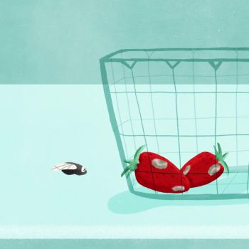 How Wasteless Home Cooking Can Help Solve Our Food Crisis 
