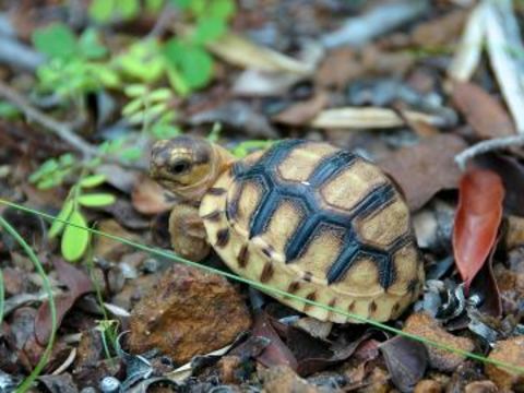 Saving the Plowshare Tortoise