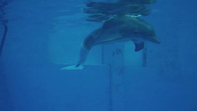 Animal Prosthetics Help Human Amputees Move Again