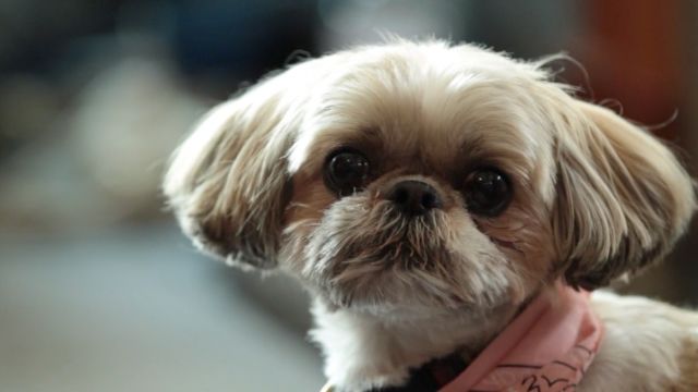 Glam Animals: Kerry Washington Introduces Us to her Totally Adorbs Dog