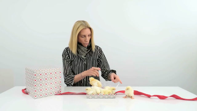 Chicks on Parade: Tonne Goodman Unboxes a Gift That Keeps on Giving