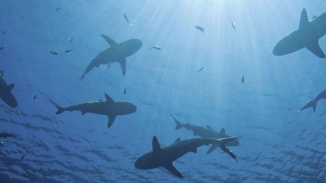 Using Shark Skin to Fight Against Bacteria