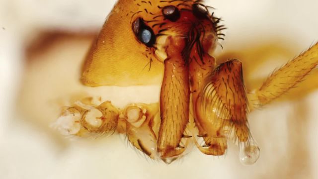 Meet the Itsy-Bitsy Spider With a Bear Trap for a Mouth