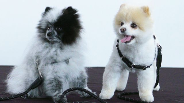 High-Tech Toys for Dogs