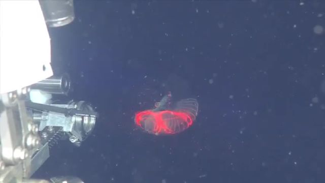 Plankton 'Mucus Houses' Could Pull Microplastics From the Sea