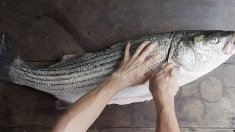 Breaking Down a Striped Bass at Beach Plum Restaurant