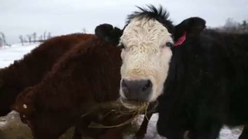 Kinderhook Farm: Restaurateur Andrew Tarlow's Main Livestock Provider