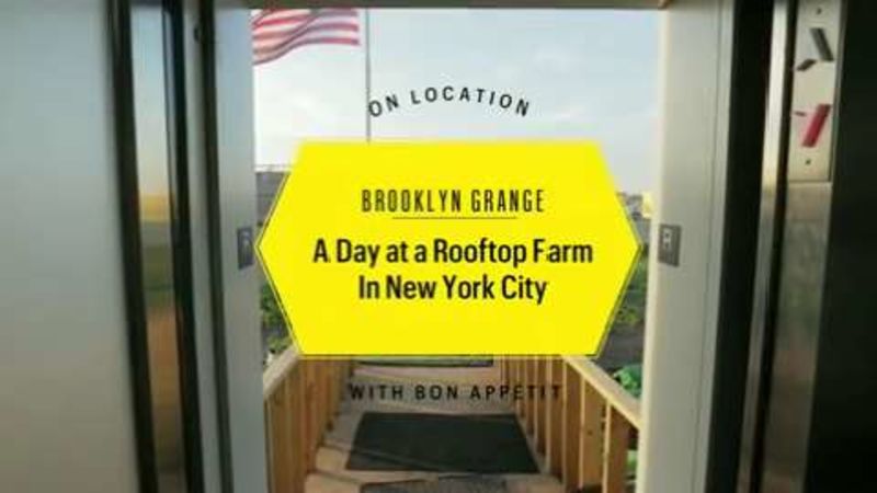 A Day on a Rooftop Farm in New York City